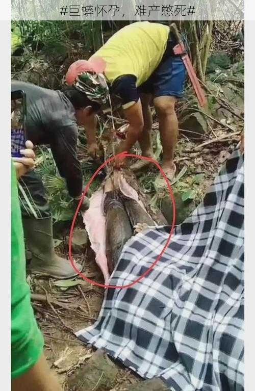 #巨蟒怀孕,难产憋死#